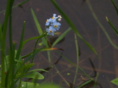 Myosotis scorpioides
