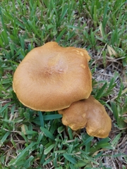 Pulchroboletus rubricitrinus