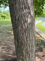 Ulmus
