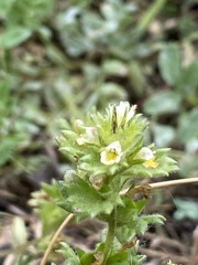 Euphrasia subarctica