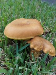 Pulchroboletus rubricitrinus