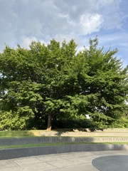 Ulmus