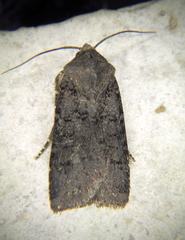 Euxoa comosa