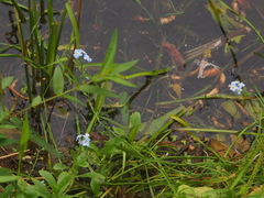 Myosotis scorpioides