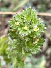 Euphrasia subarctica
