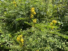 Senna marilandica