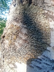 Phellinus tremulae
