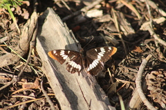 Limenitis lorquini