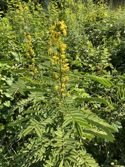 Senna marilandica
