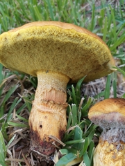 Pulchroboletus rubricitrinus