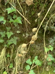 Hyacinthoides non-scripta