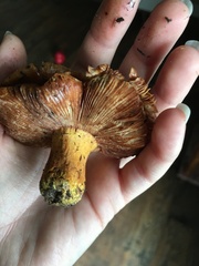 Lactifluus hygrophoroides