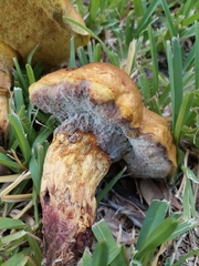 Pulchroboletus rubricitrinus