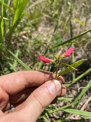 Tephrosia spicata