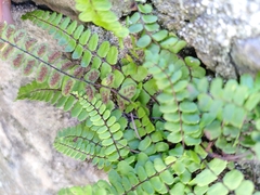 Asplenium trichomanes
