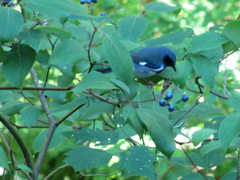 Setophaga caerulescens