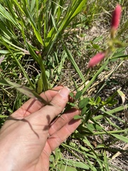 Tephrosia spicata
