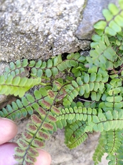 Asplenium trichomanes