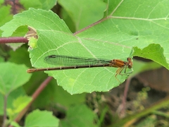 Argia moesta