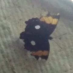 Adelpha leucophthalma