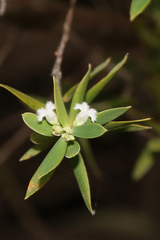 Styphelia mutica