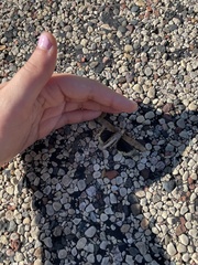 Dissosteira carolina