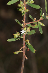 Styphelia mutica