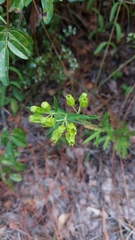 Asclepias pedicellata