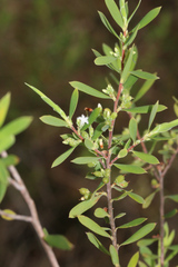 Styphelia mutica