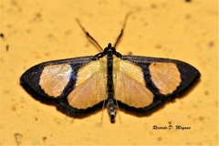 Phostria delilalis