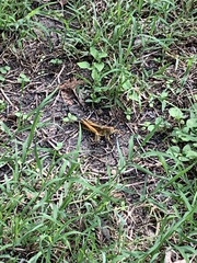 Schistocerca americana