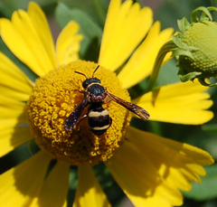 Epeolus bifasciatus