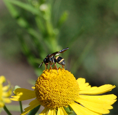 Epeolus bifasciatus