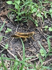 Schistocerca americana