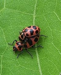 Coleomegilla maculata