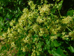 Zanthoxylum arborescens