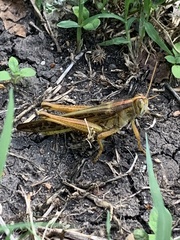 Schistocerca americana
