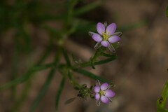 Spergularia marina