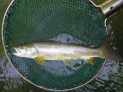 Salmo marmoratus