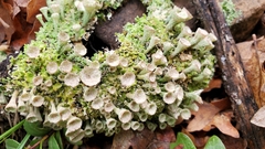 Cladonia