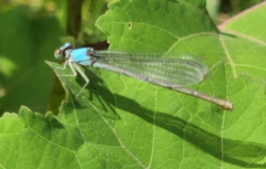 Argia apicalis