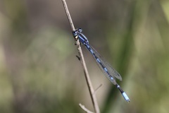 Enallagma carunculatum