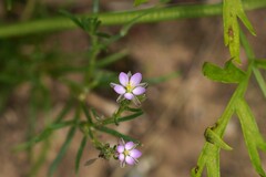 Spergularia marina