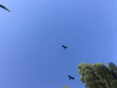 Calyptorhynchus lathami