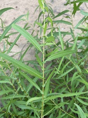 Salix nigra