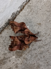 Paonias excaecata