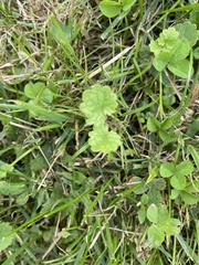 Pilea nummulariifolia