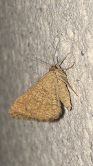 Isturgia murinaria