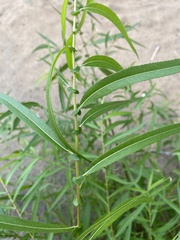 Salix nigra