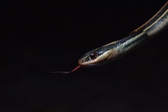 Thamnophis proximus